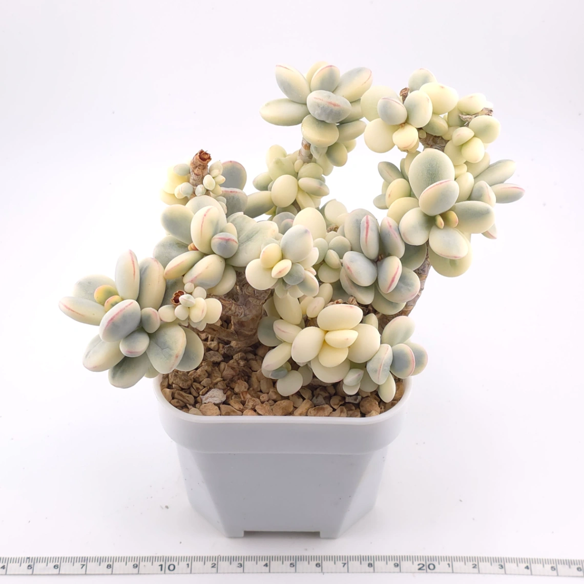 Cotyledon orbiculata cv. variegated (rounded leaf ver.) | 乒乓福娘錦 thumbnail 3