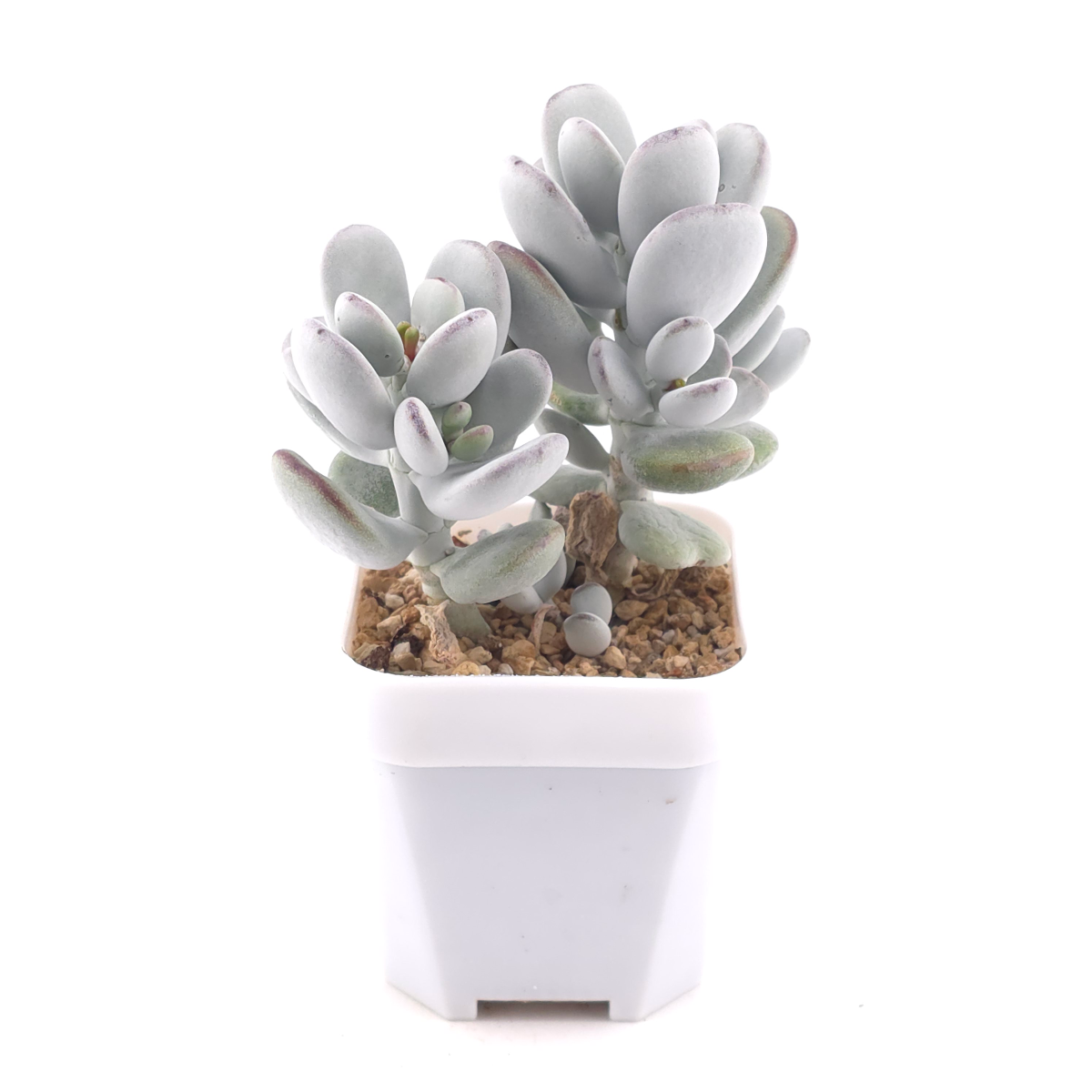 Cotyledon orbiculata | 乒乓福娘 thumbnail 2