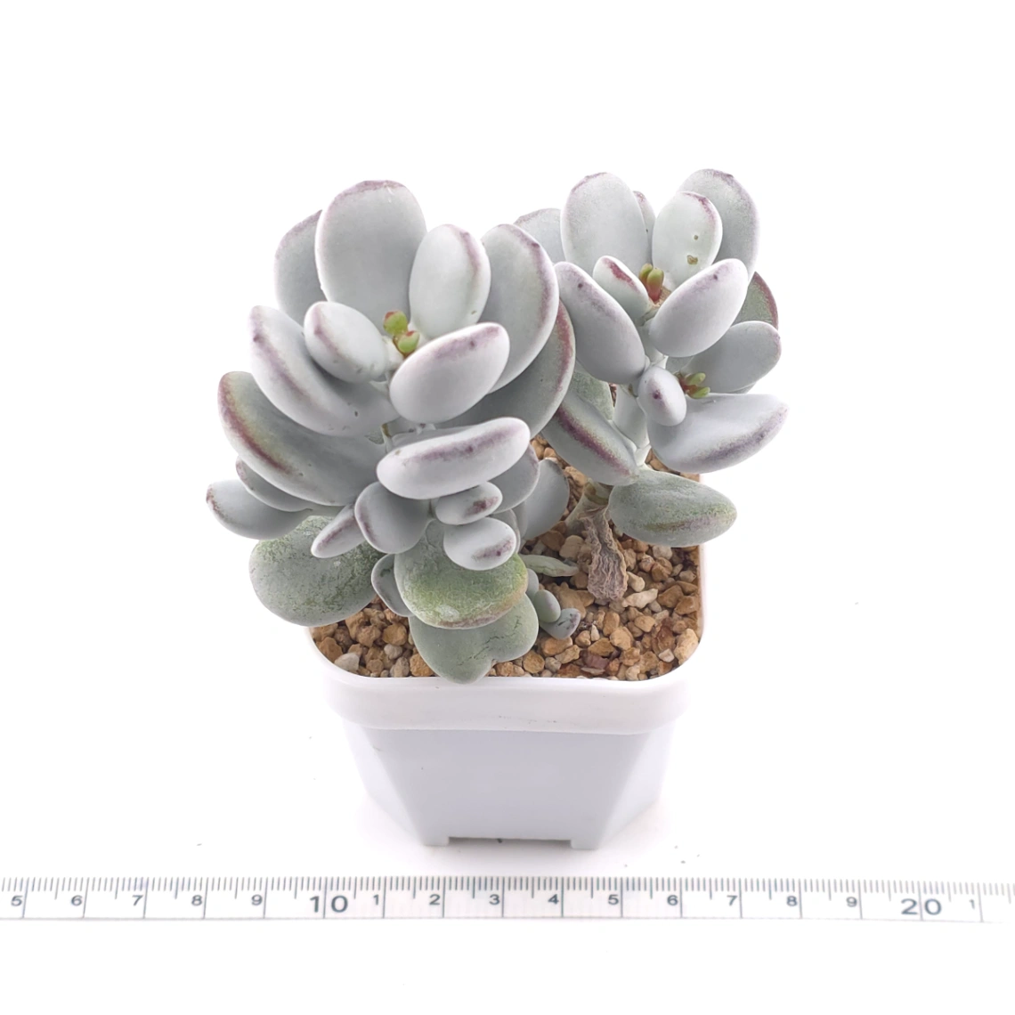 Cotyledon orbiculata | 乒乓福娘 thumbnail 3