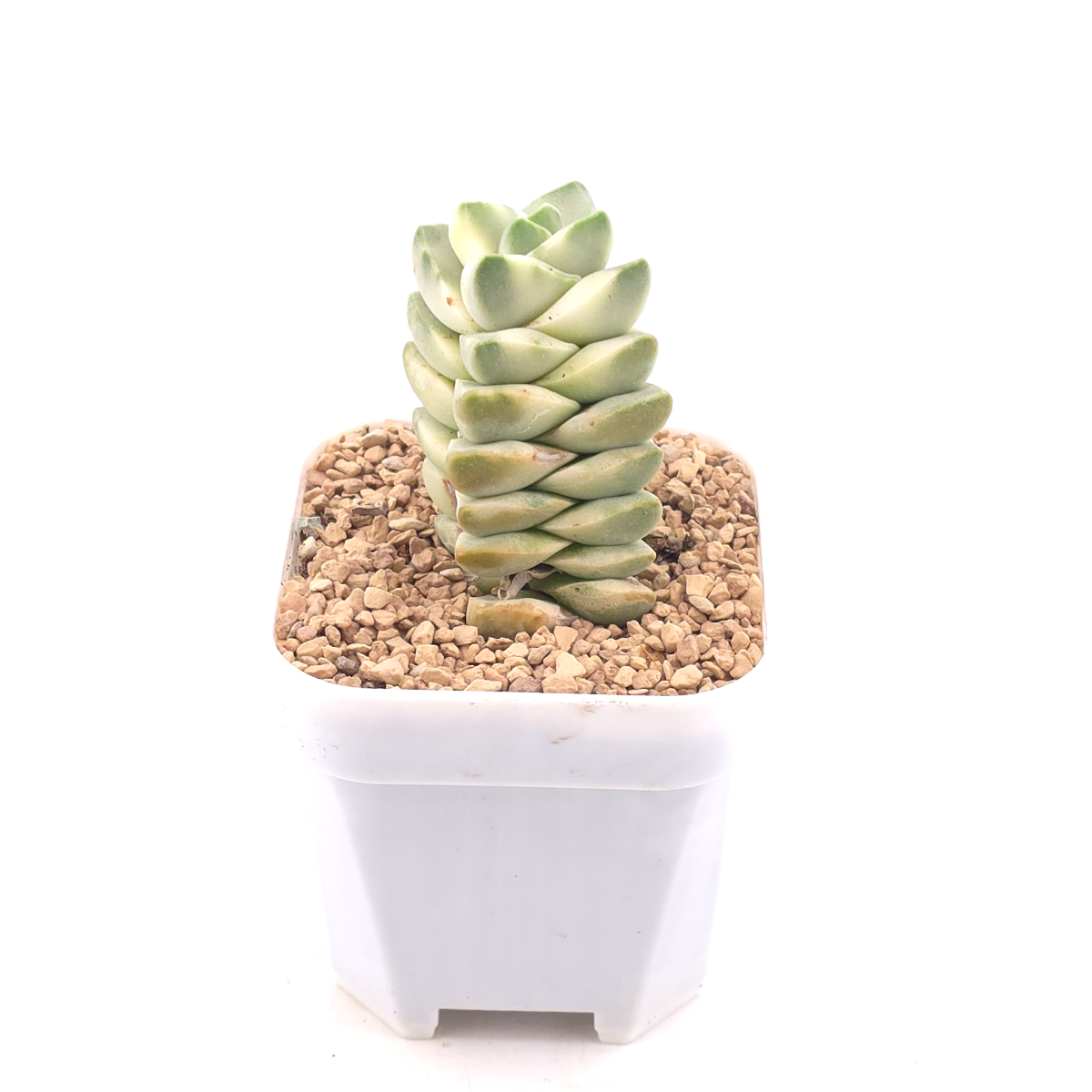 Crassula cv ‘ Moonglow’ variegated | 紀之川錦 thumbnail 2
