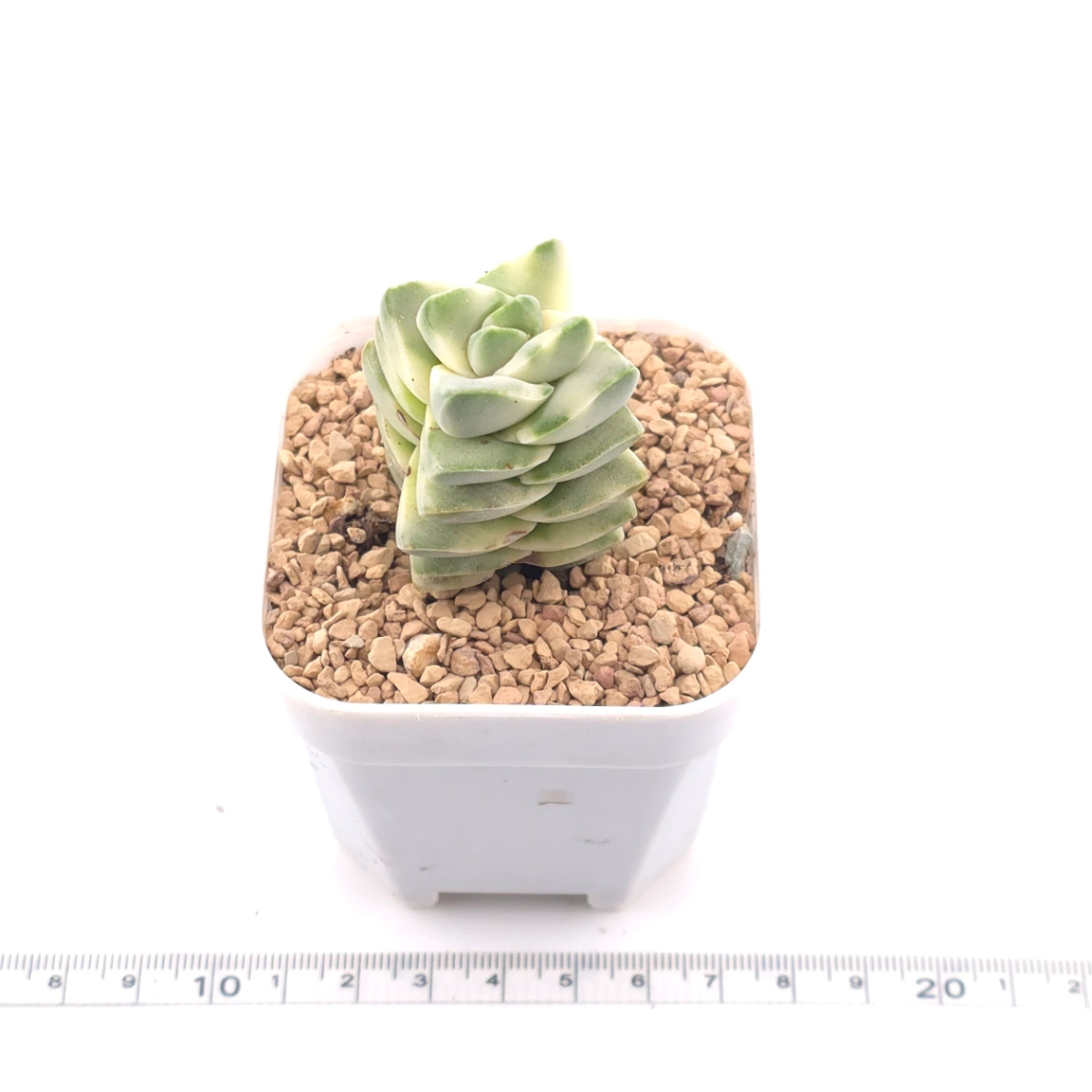 Crassula cv ‘ Moonglow’ variegated | 紀之川錦 thumbnail 3