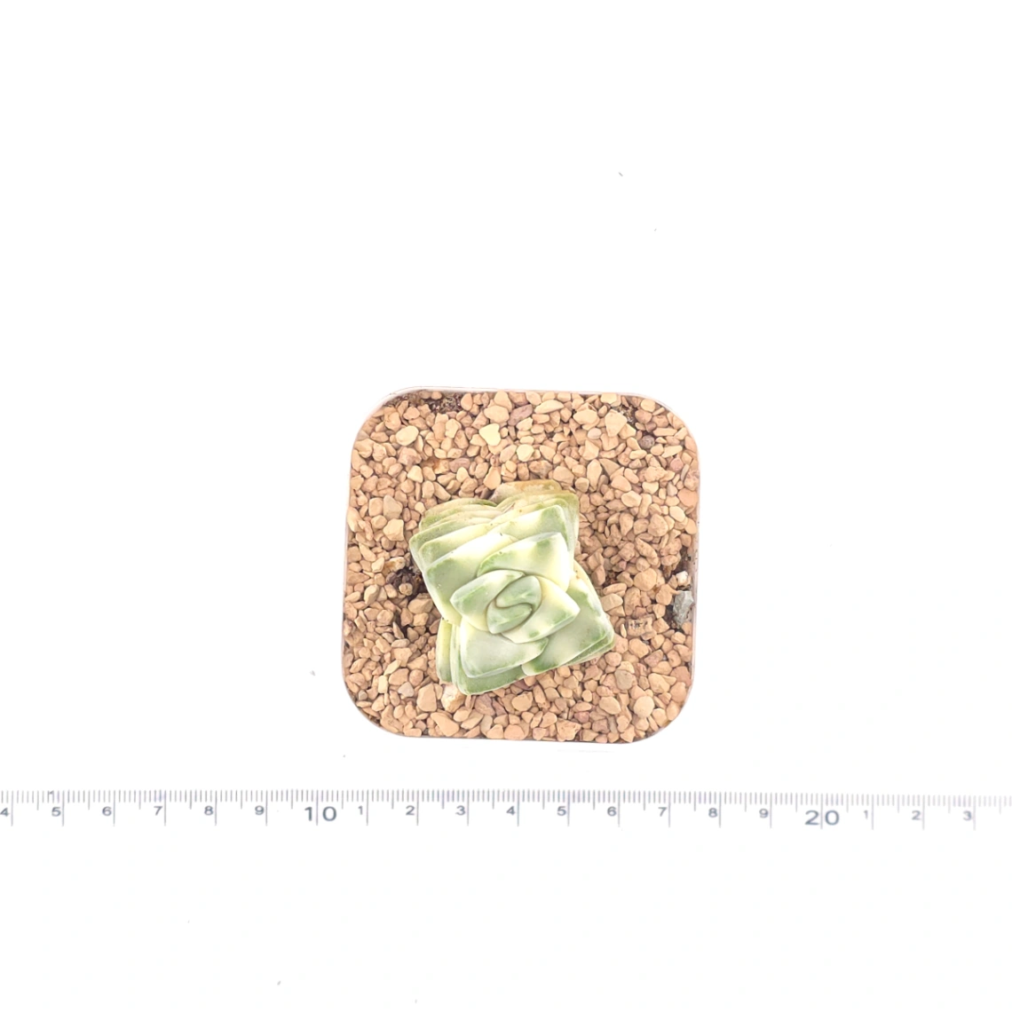 Crassula cv ‘ Moonglow’ variegated | 紀之川錦 thumbnail 4