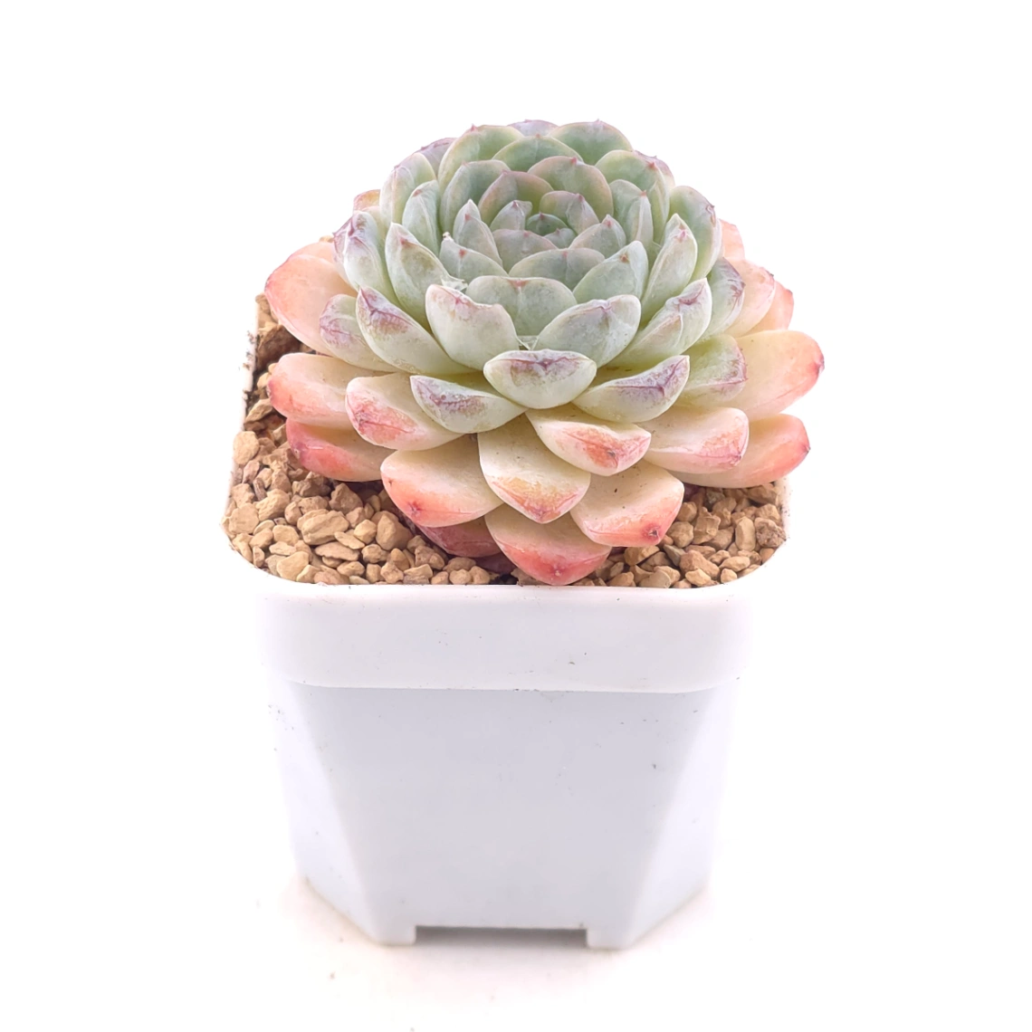 Echeveria 'Ametrine' | 紫黃晶 thumbnail 2