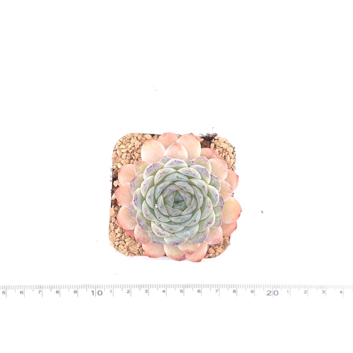 Echeveria 'Ametrine' | 紫黃晶 thumbnail 4