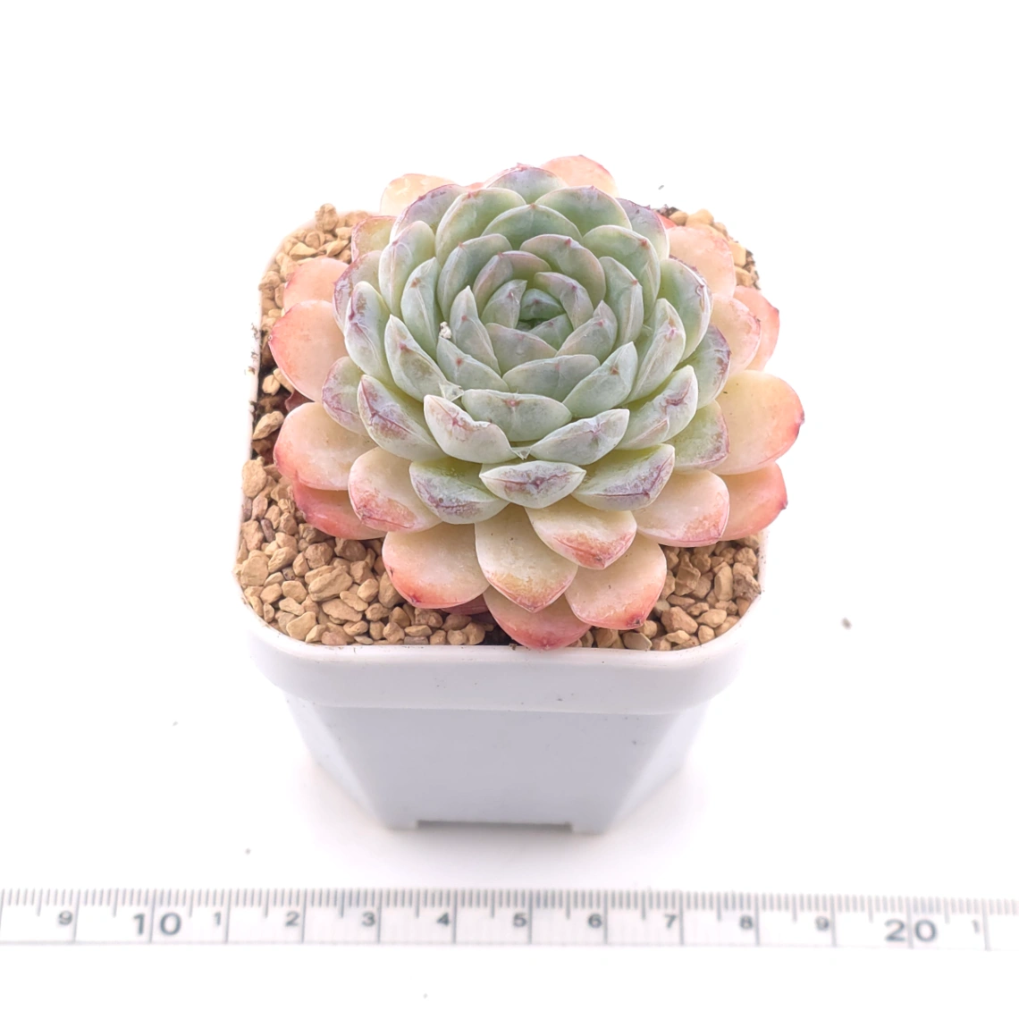 Echeveria 'Ametrine' | 紫黃晶 thumbnail 3