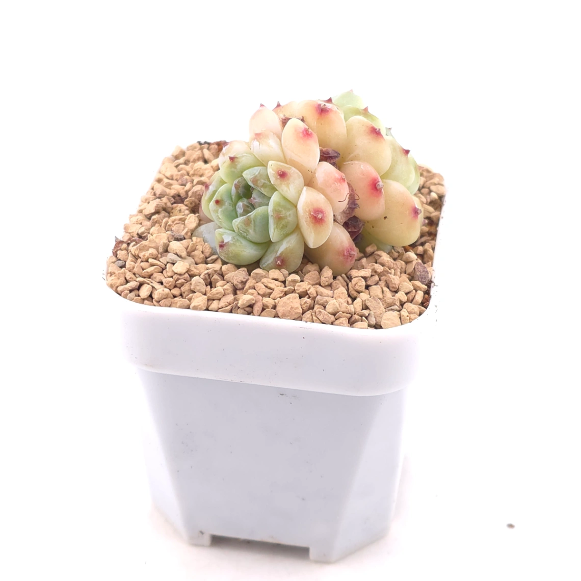 Echeveria 'Apis' | 蜜蜂 thumbnail 2