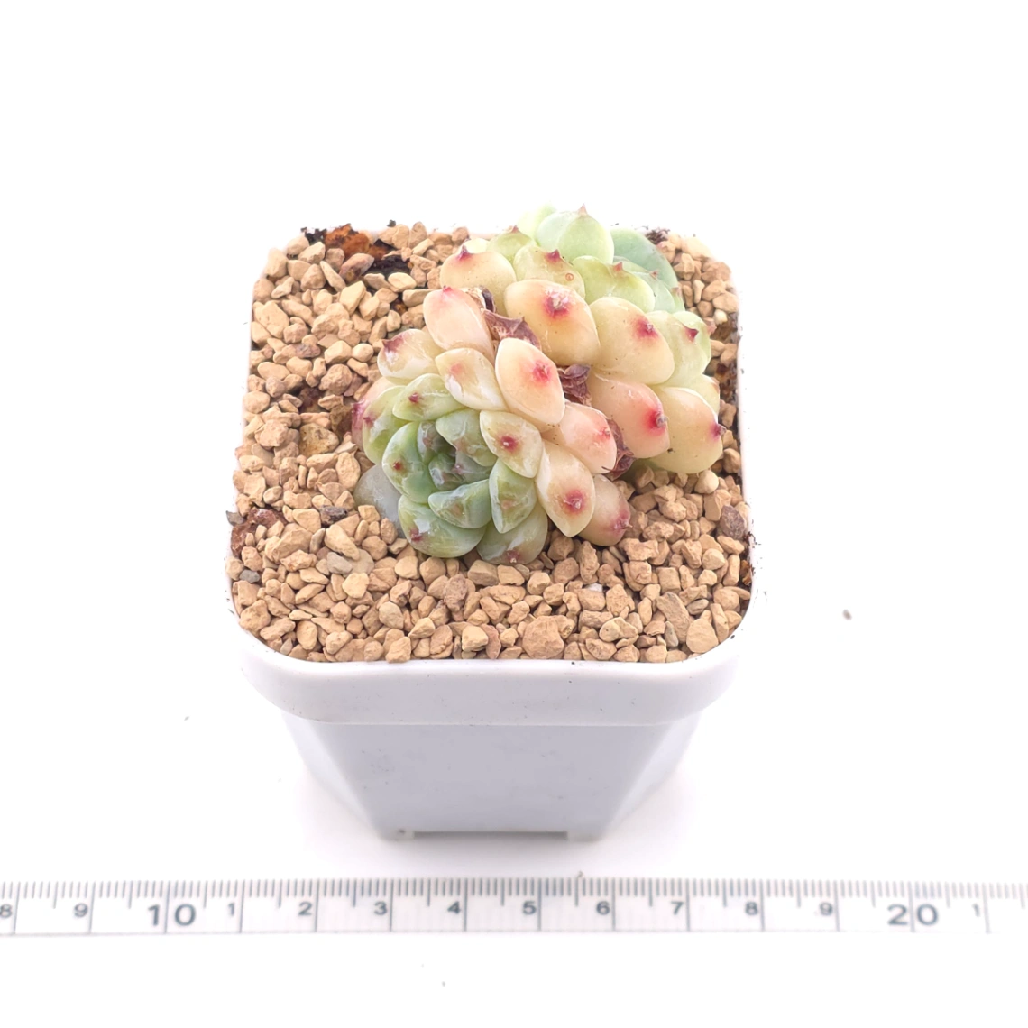 Echeveria 'Apis' | 蜜蜂 thumbnail 3