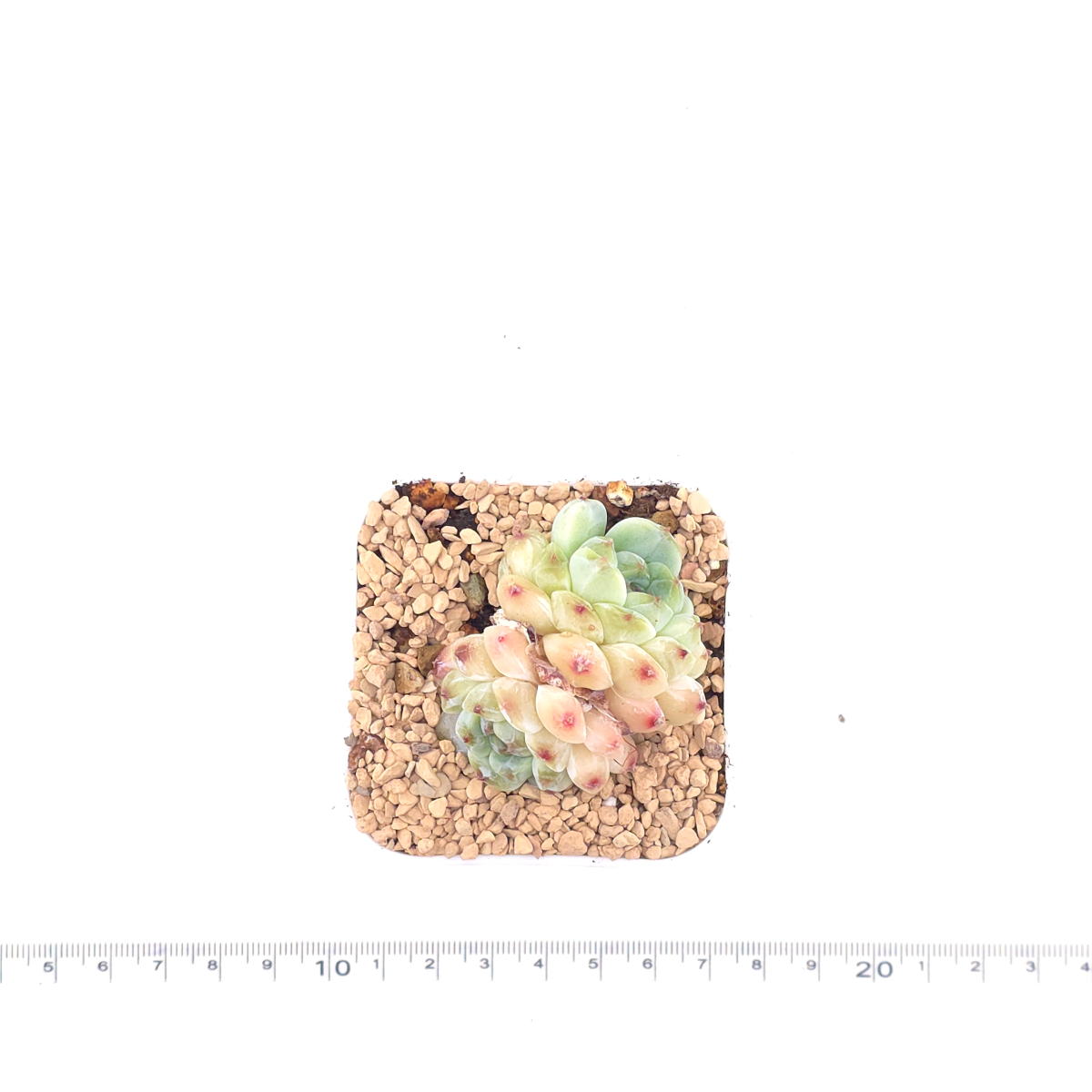 Echeveria 'Apis' | 蜜蜂 thumbnail 4