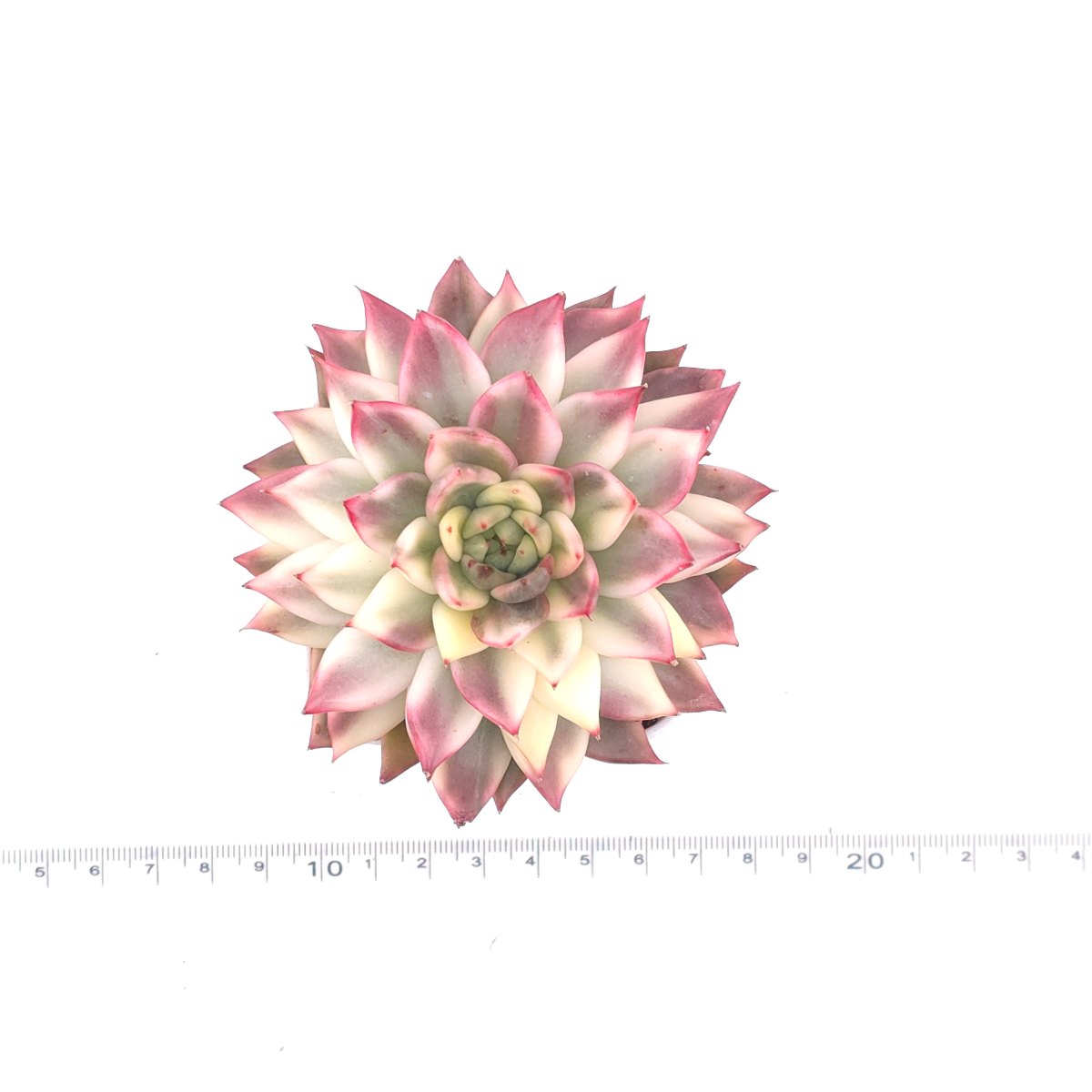 Echeveria ‘Black Cloud’ variegated | 夜雲錦 thumbnail 4