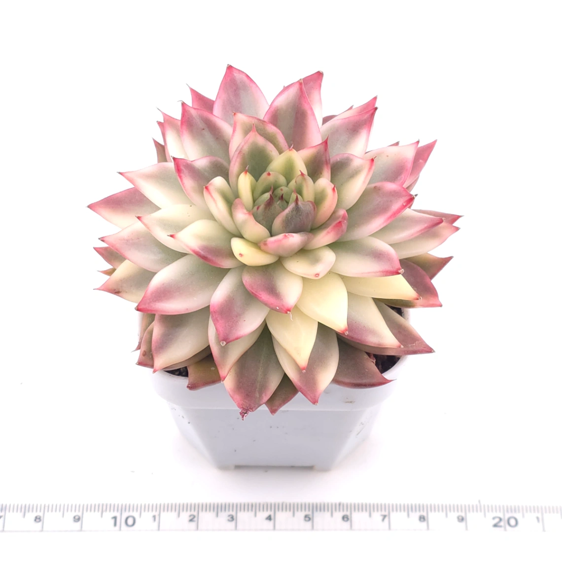 Echeveria ‘Black Cloud’ variegated | 夜雲錦 thumbnail 3