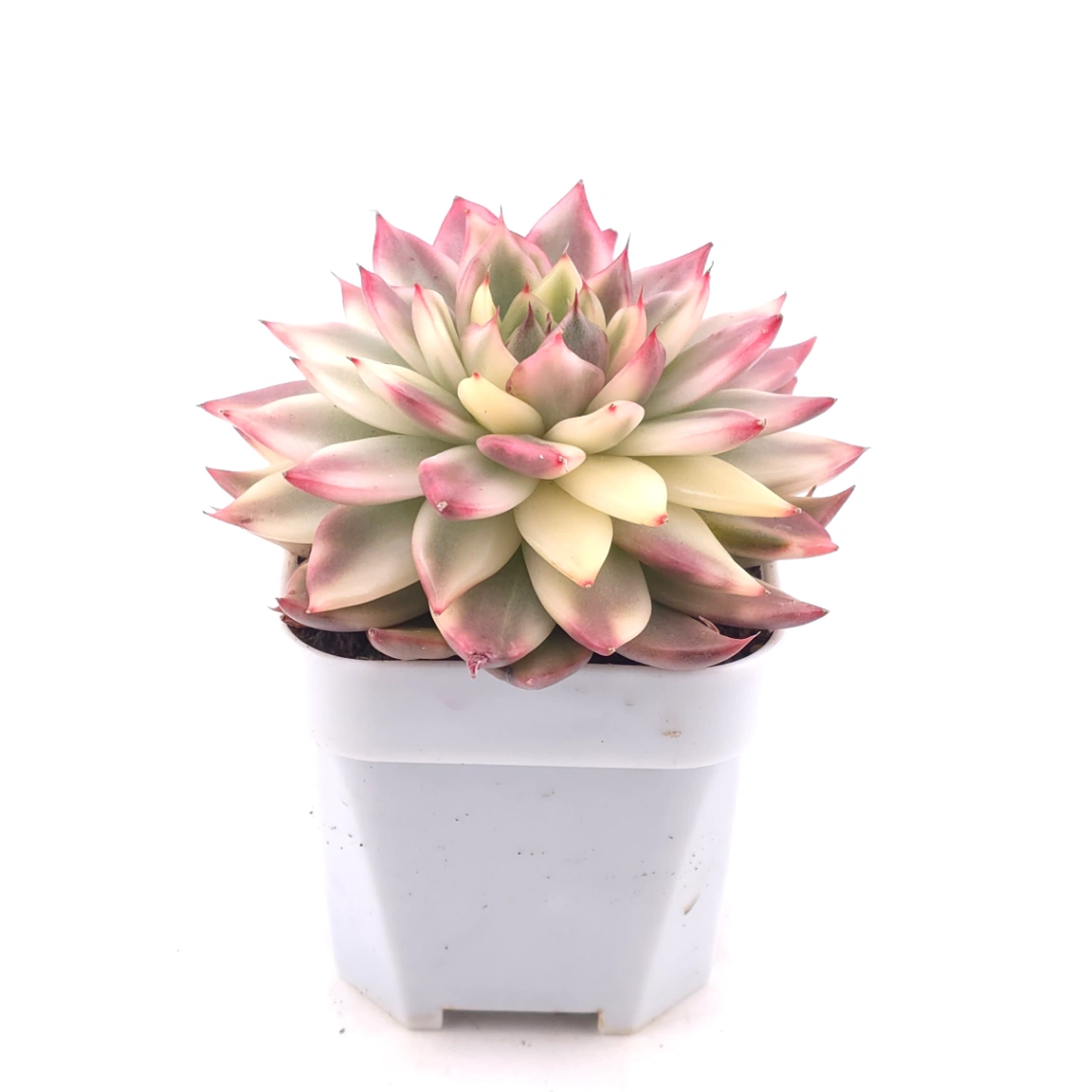 Echeveria ‘Black Cloud’ variegated | 夜雲錦 thumbnail 2