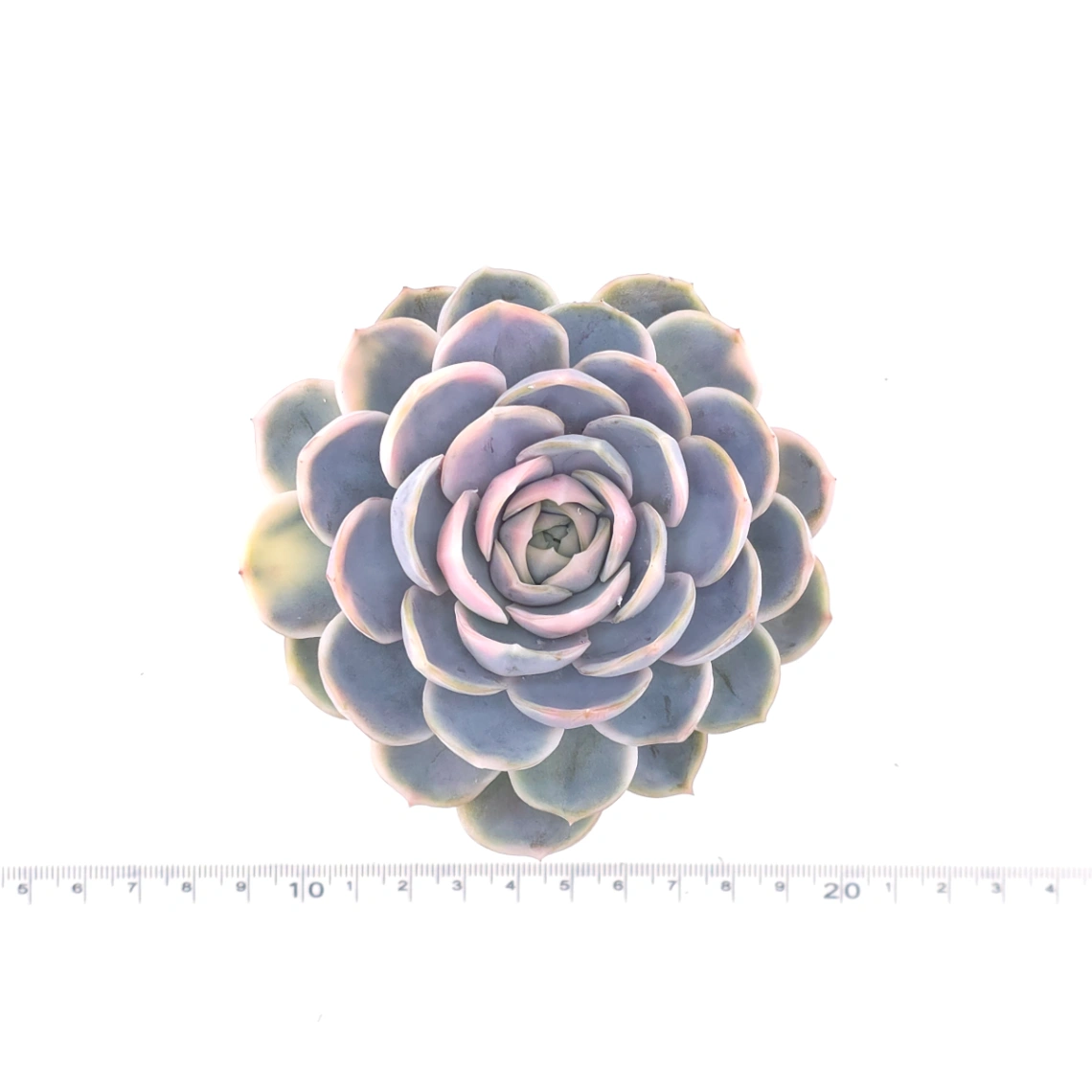 Echeveria ‘Blue Surprise’ variegated | 藍色驚起錦 thumbnail 4