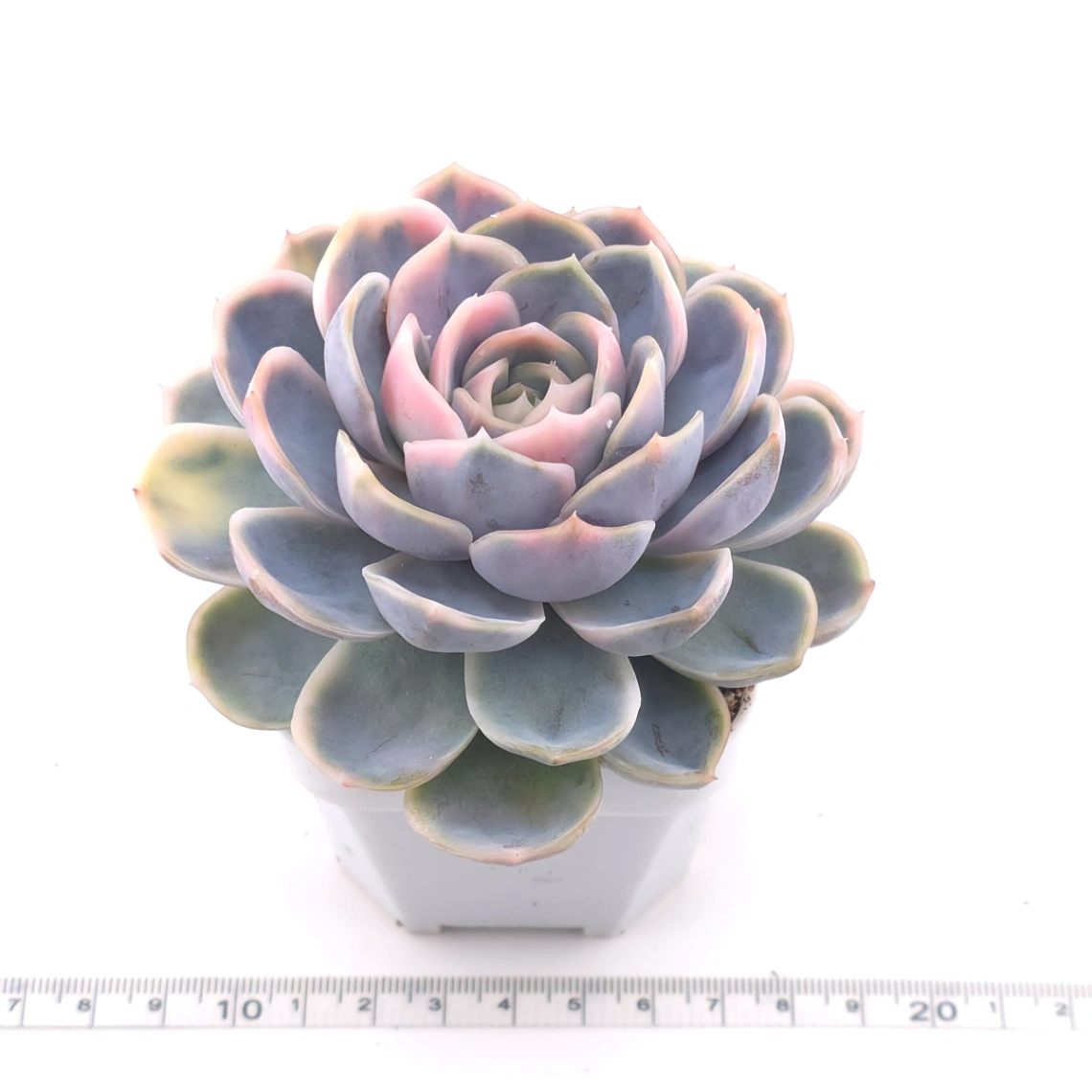 Echeveria ‘Blue Surprise’ variegated | 藍色驚起錦 thumbnail 3