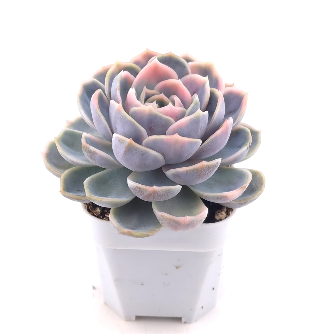 Echeveria ‘Blue Surprise’ variegated | 藍色驚起錦 thumbnail 2