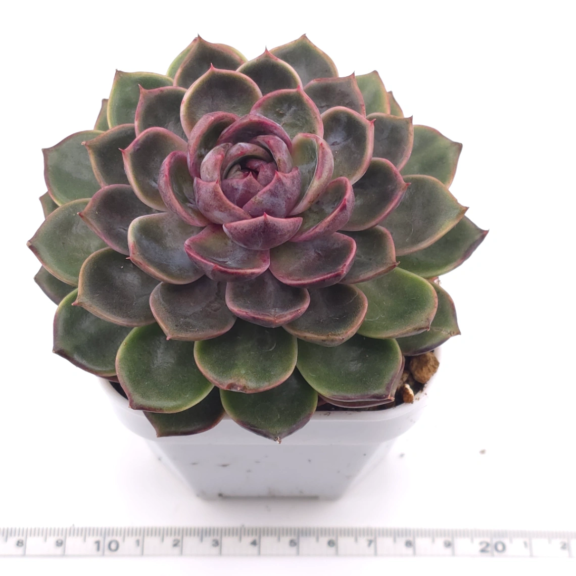Echeveria ‘Chocolate Rose’ | 巧克力玫瑰 thumbnail 3