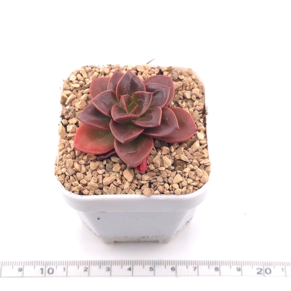 Echeveria ‘Chocolate Rose’ | 巧克力玫瑰 thumbnail 3