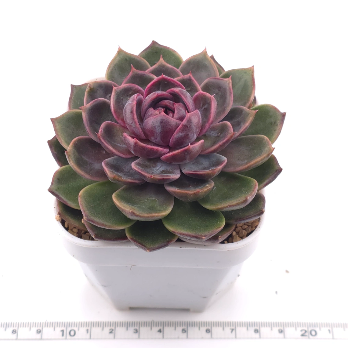 Echeveria ‘Chocolate Rose’ | 巧克力玫瑰 thumbnail 3