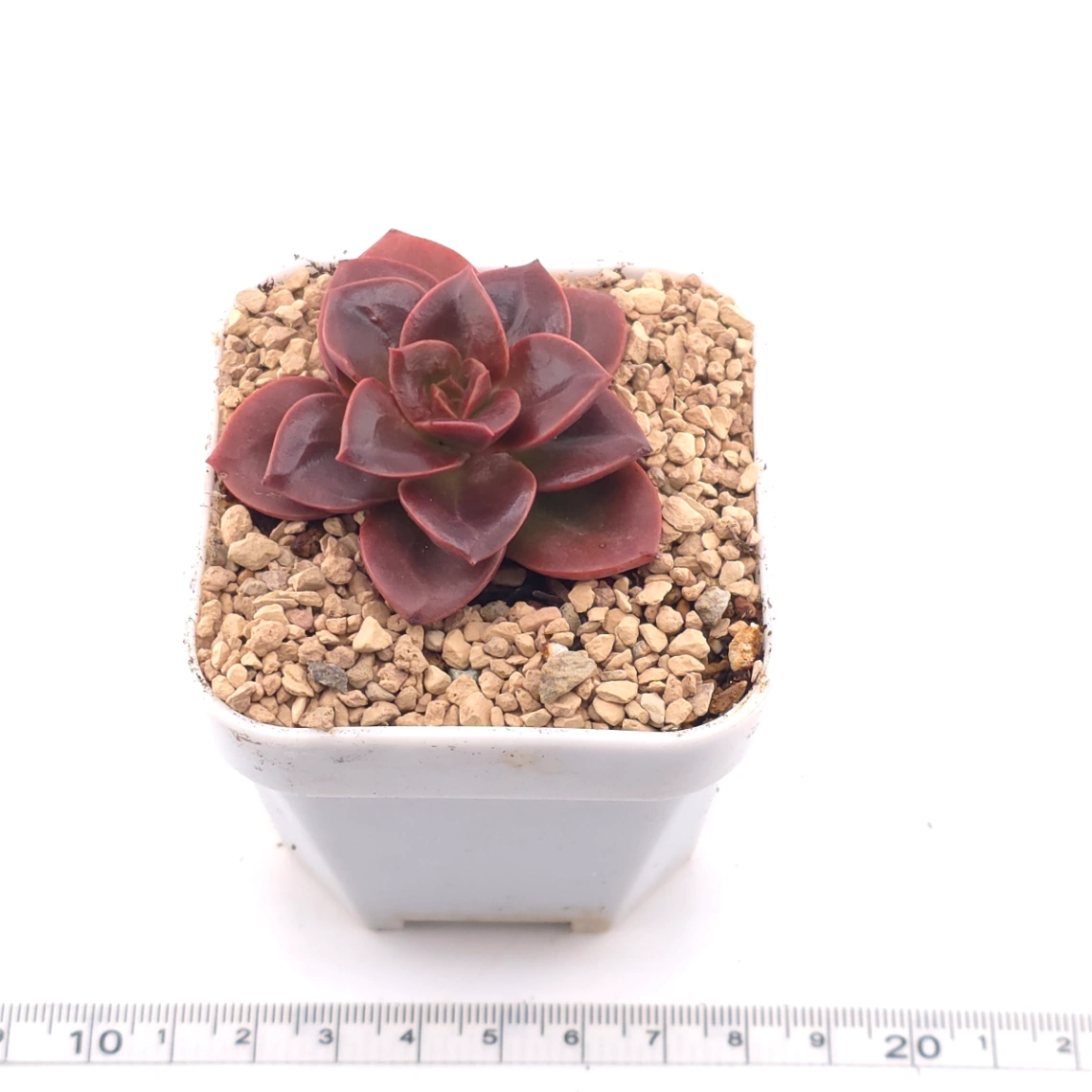 Echeveria ‘Chocolate Rose’ | 巧克力玫瑰 thumbnail 3