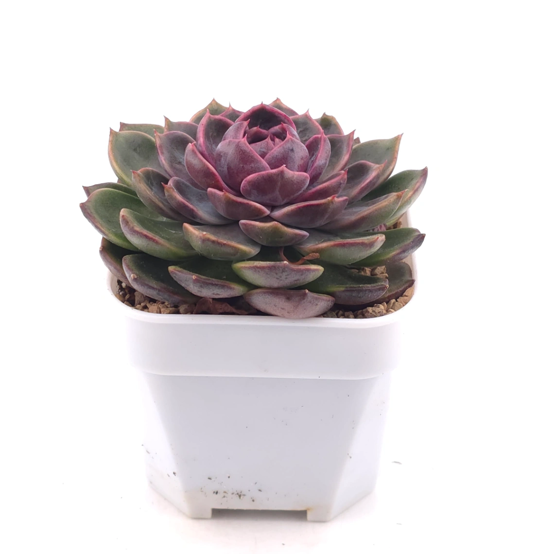Echeveria ‘Chocolate Rose’ | 巧克力玫瑰 thumbnail 2