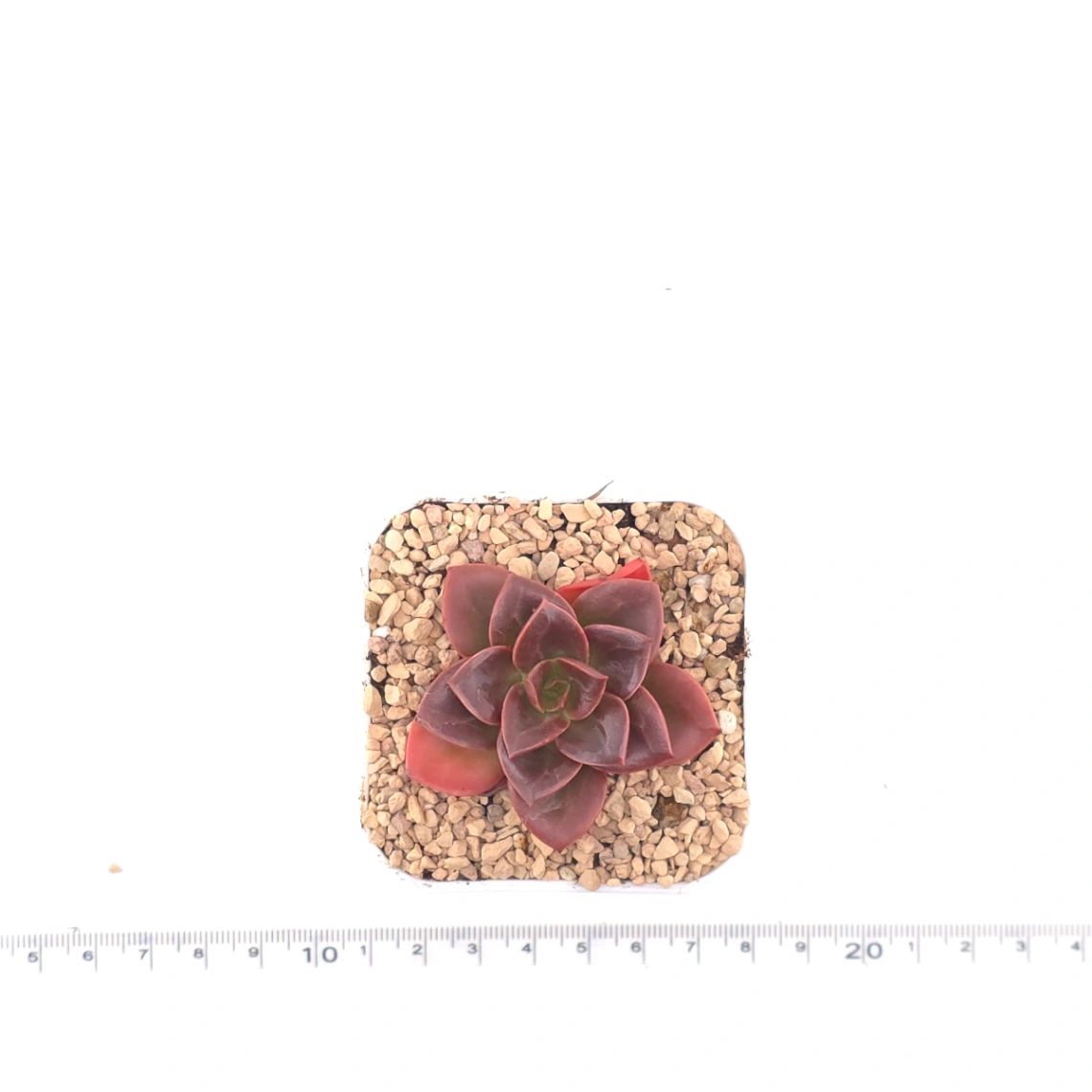 Echeveria ‘Chocolate Rose’ | 巧克力玫瑰 thumbnail 4