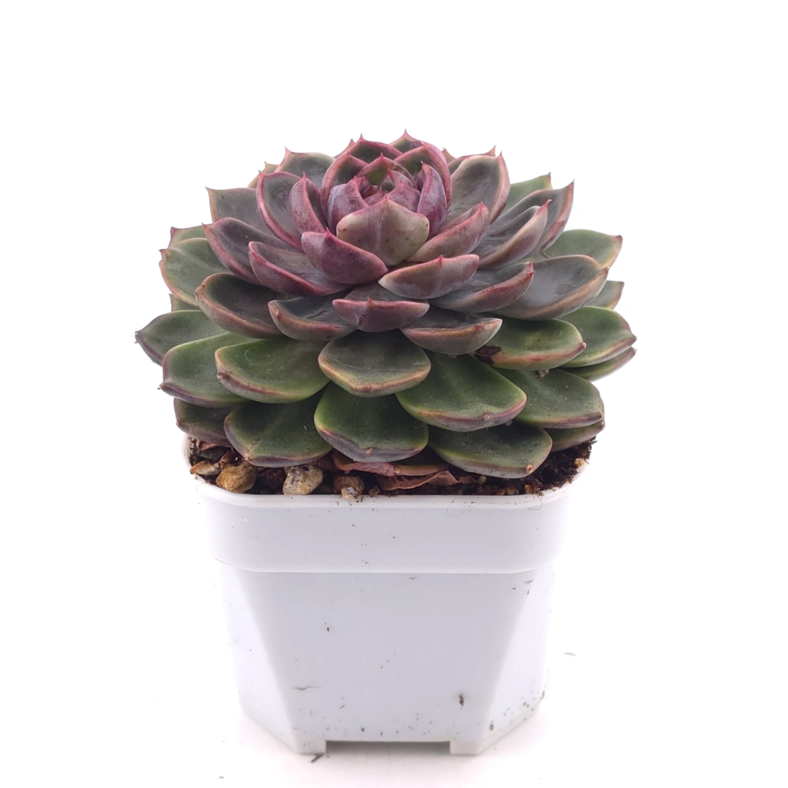 Echeveria ‘Chocolate Rose’ | 巧克力玫瑰 thumbnail 2