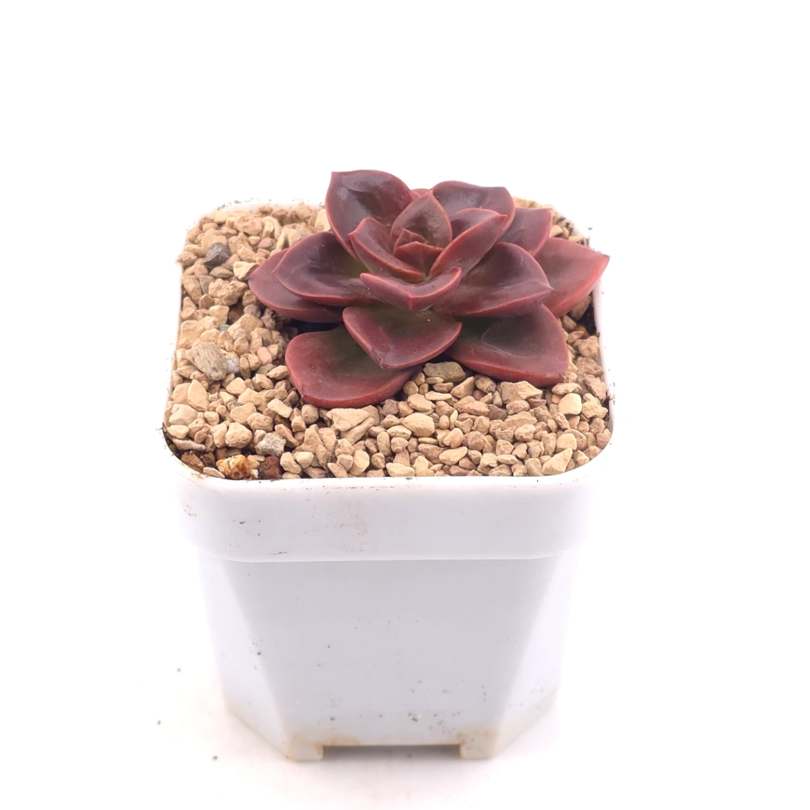 Echeveria ‘Chocolate Rose’ | 巧克力玫瑰 thumbnail 2