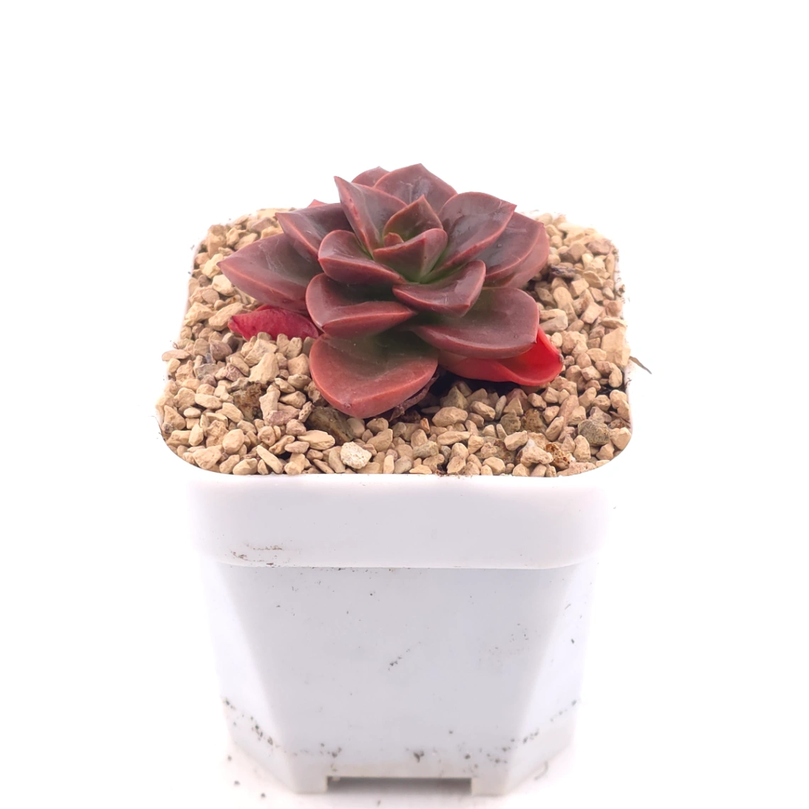 Echeveria ‘Chocolate Rose’ | 巧克力玫瑰 thumbnail 2