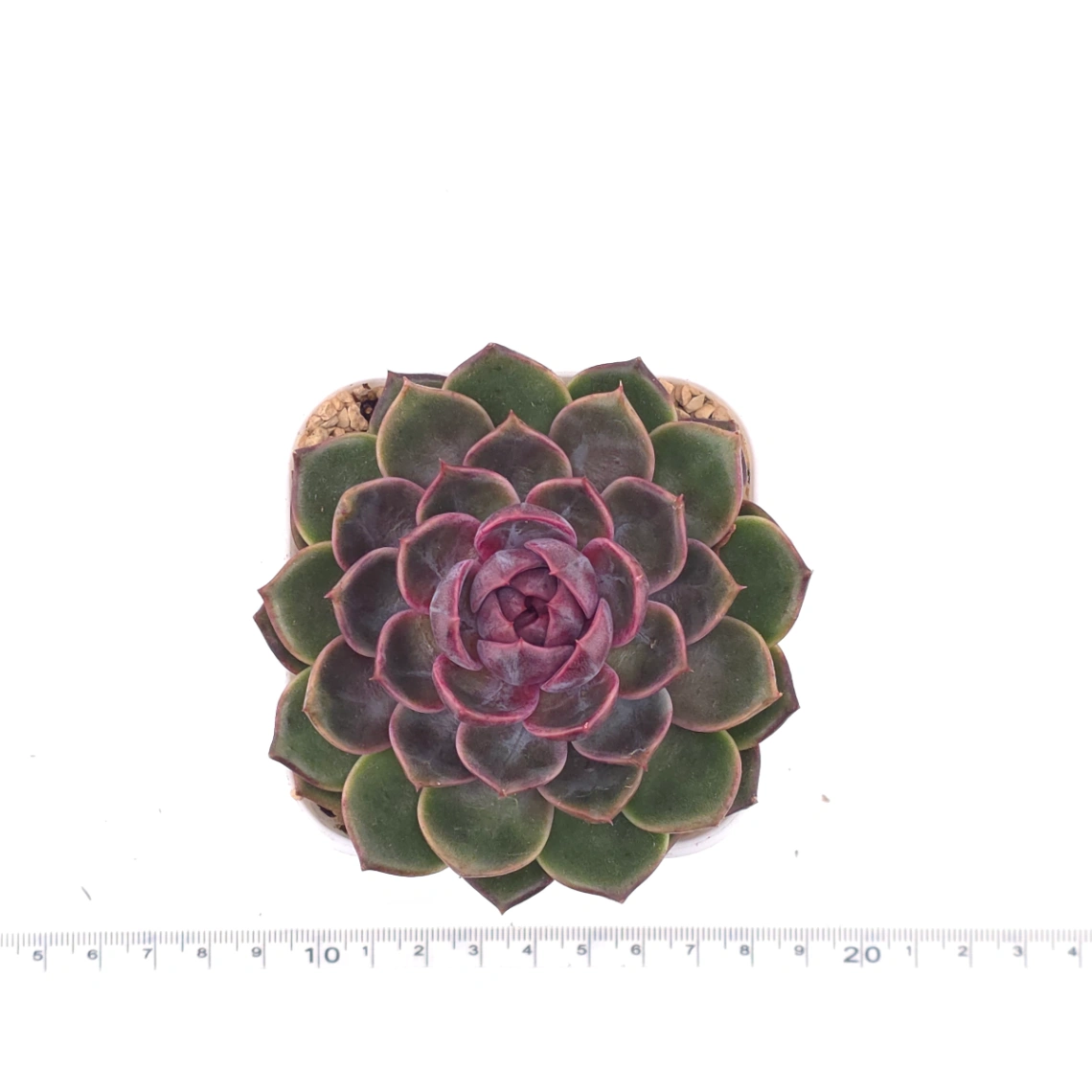 Echeveria ‘Chocolate Rose’ | 巧克力玫瑰 thumbnail 4