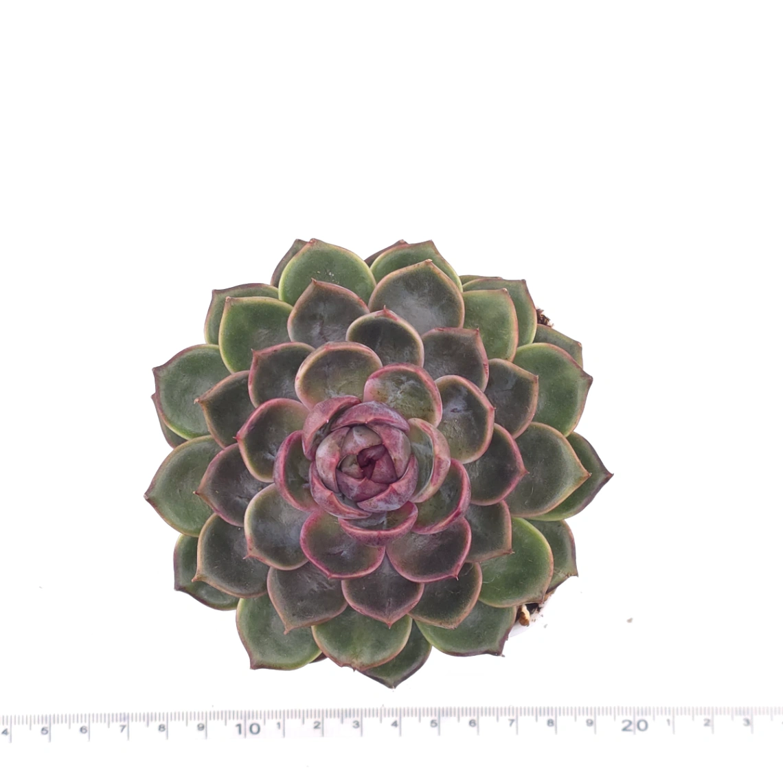 Echeveria ‘Chocolate Rose’ | 巧克力玫瑰 thumbnail 4