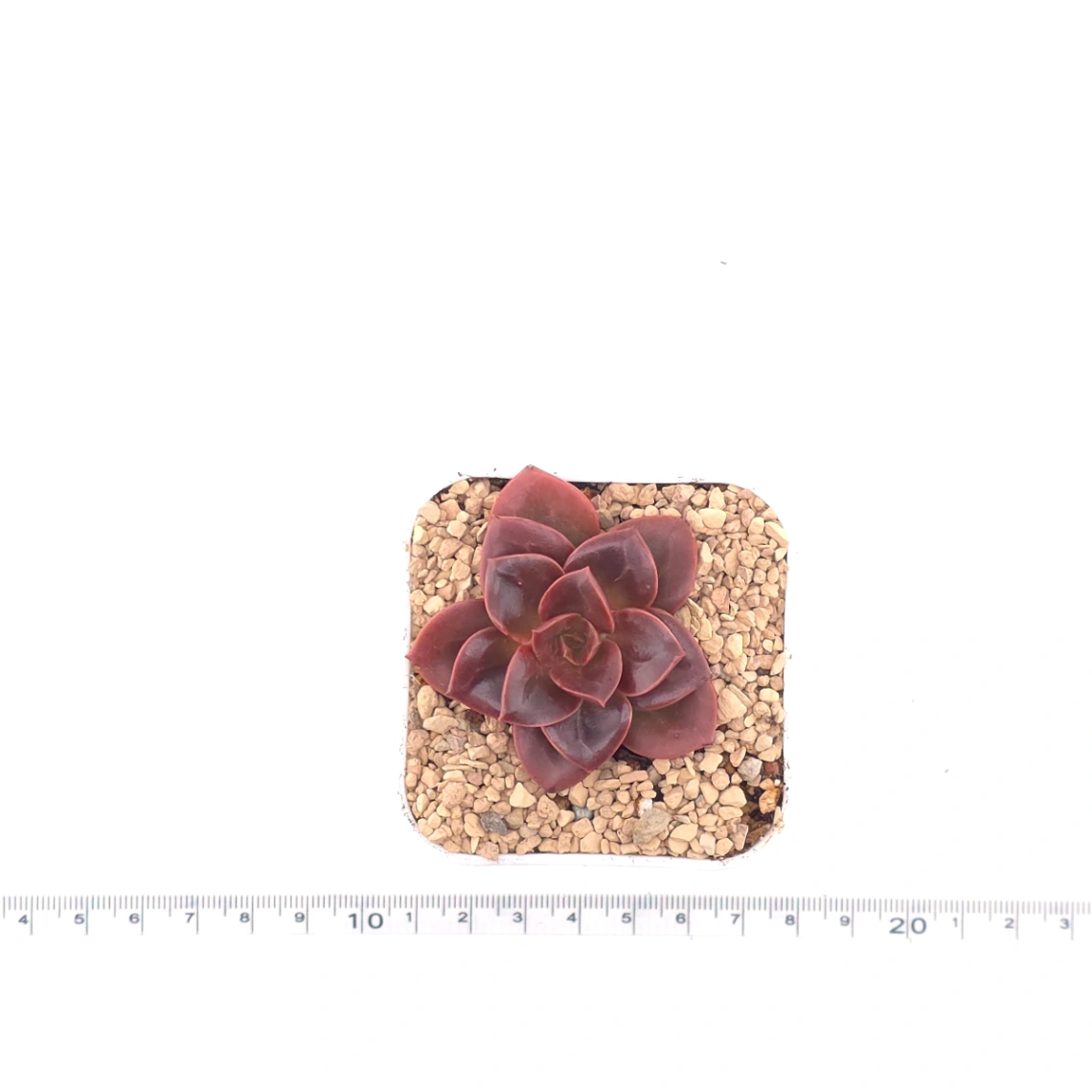 Echeveria ‘Chocolate Rose’ | 巧克力玫瑰 thumbnail 4