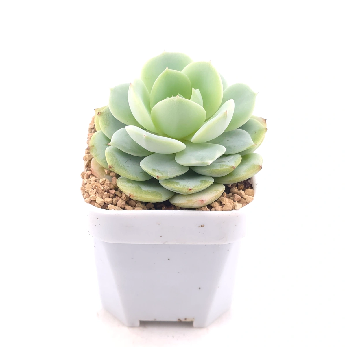 Echeveria 'Derenbergii' | 靜夜 thumbnail 2