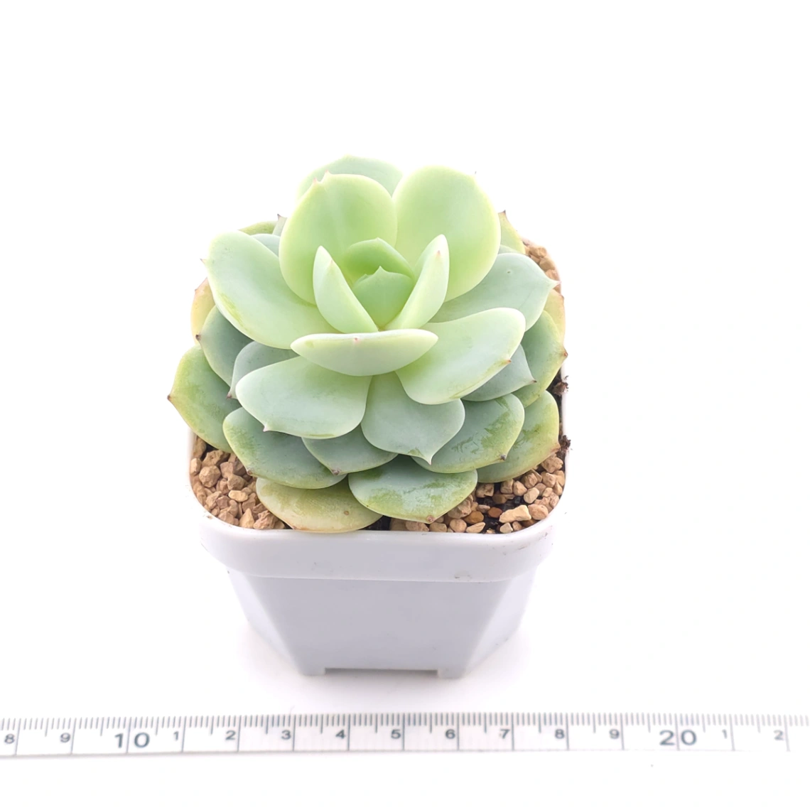 Echeveria 'Derenbergii' | 靜夜 thumbnail 3