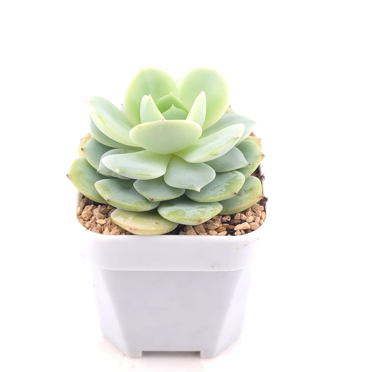 Echeveria 'Derenbergii' | 靜夜 thumbnail 2