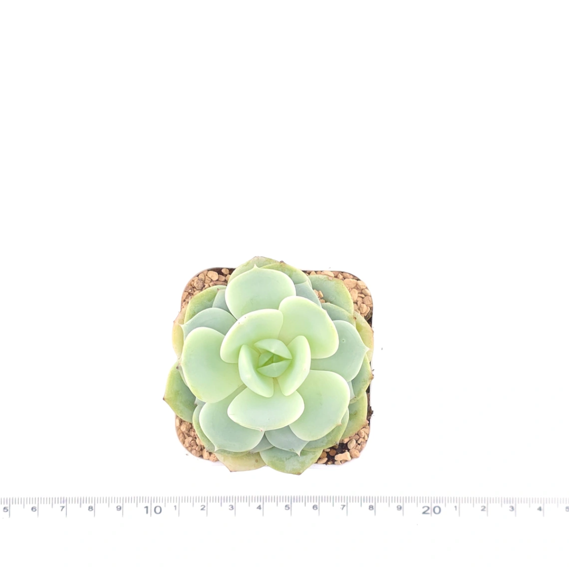 Echeveria 'Derenbergii' | 靜夜 thumbnail 4