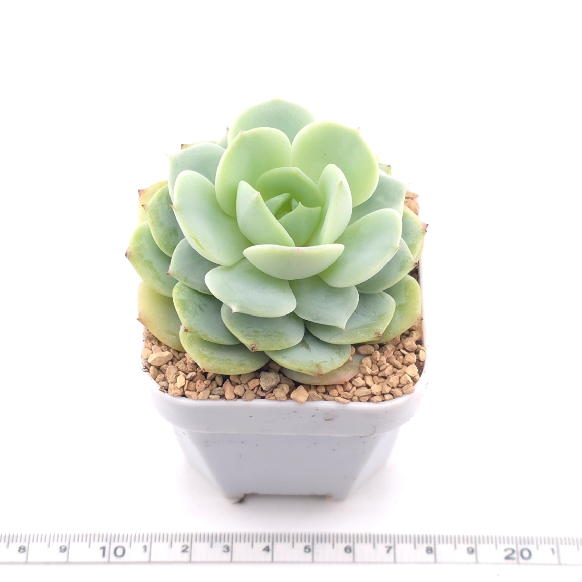 Echeveria 'Derenbergii' | 靜夜 thumbnail 3