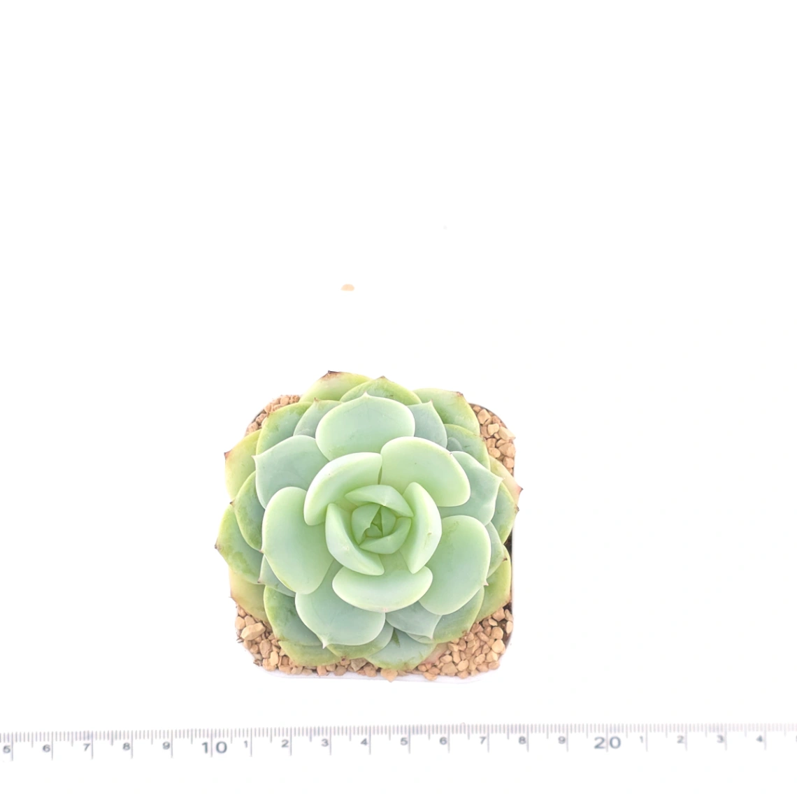 Echeveria 'Derenbergii' | 靜夜 thumbnail 4