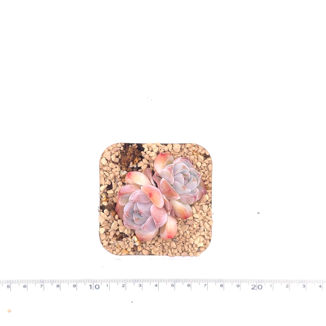 Echeveria ‘Ice Mountain’ | 冰山美人 thumbnail 4