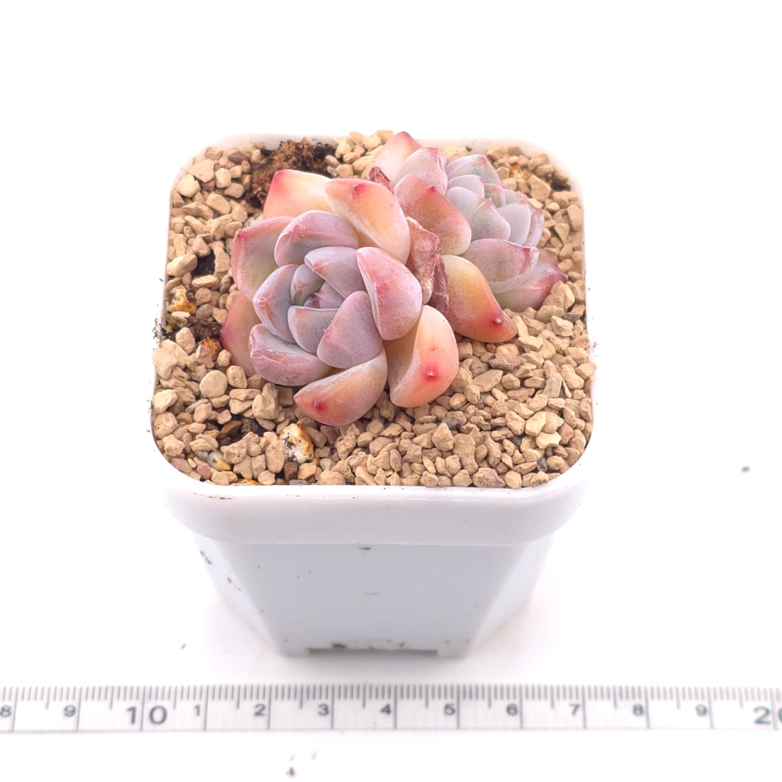 Echeveria ‘Ice Mountain’ | 冰山美人 thumbnail 3