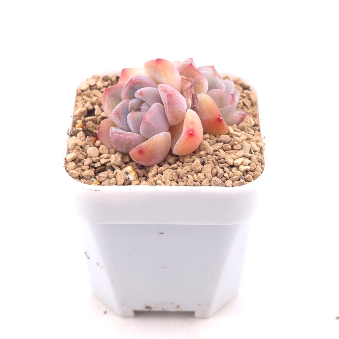 Echeveria ‘Ice Mountain’ | 冰山美人 thumbnail 2