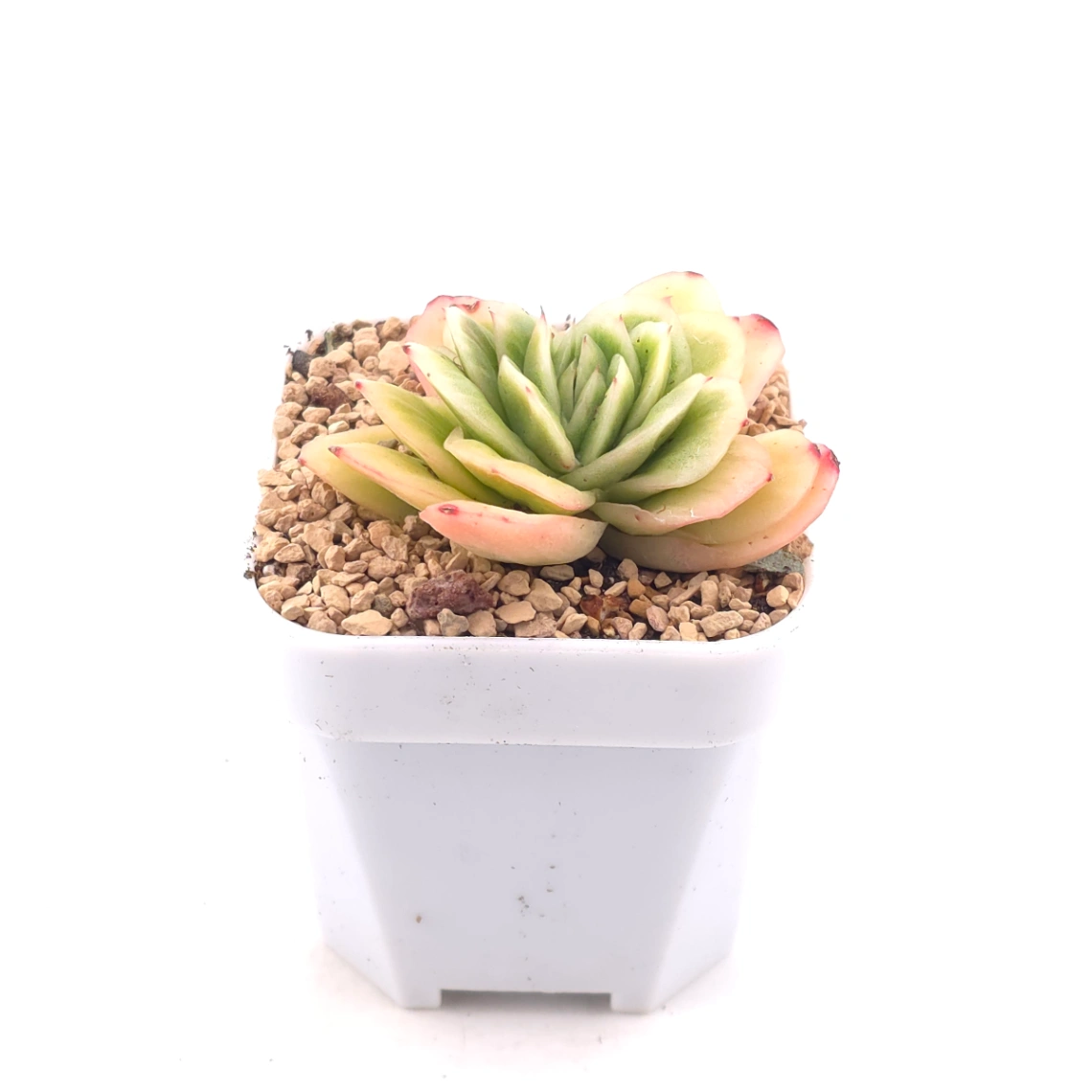 Echeveria 'Ice Rose' | 冰玫瑰 thumbnail 2