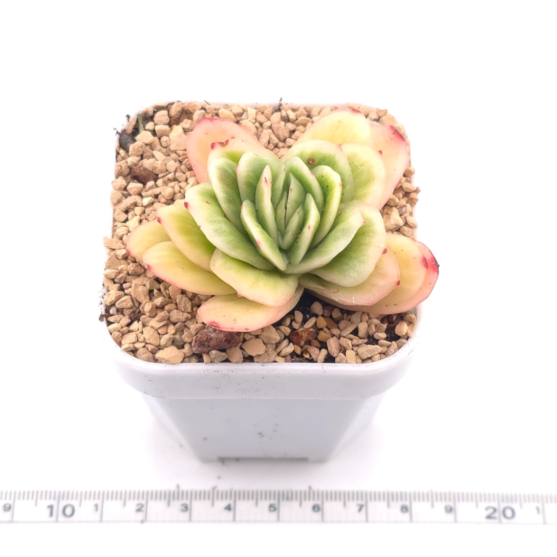 Echeveria 'Ice Rose' | 冰玫瑰 thumbnail 3
