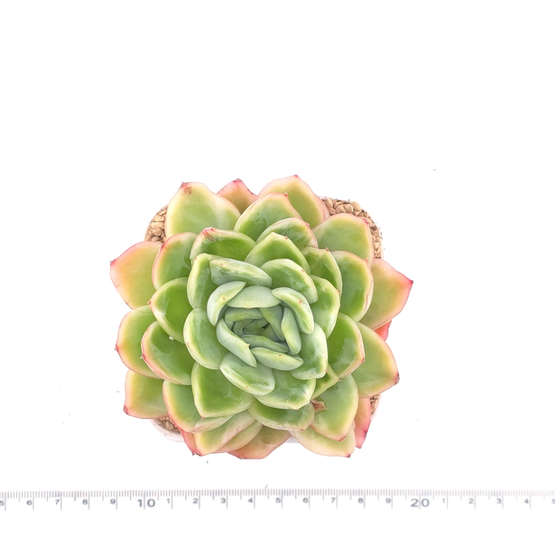 Echeveria 'Ice Rose' | 冰玫瑰 thumbnail 4