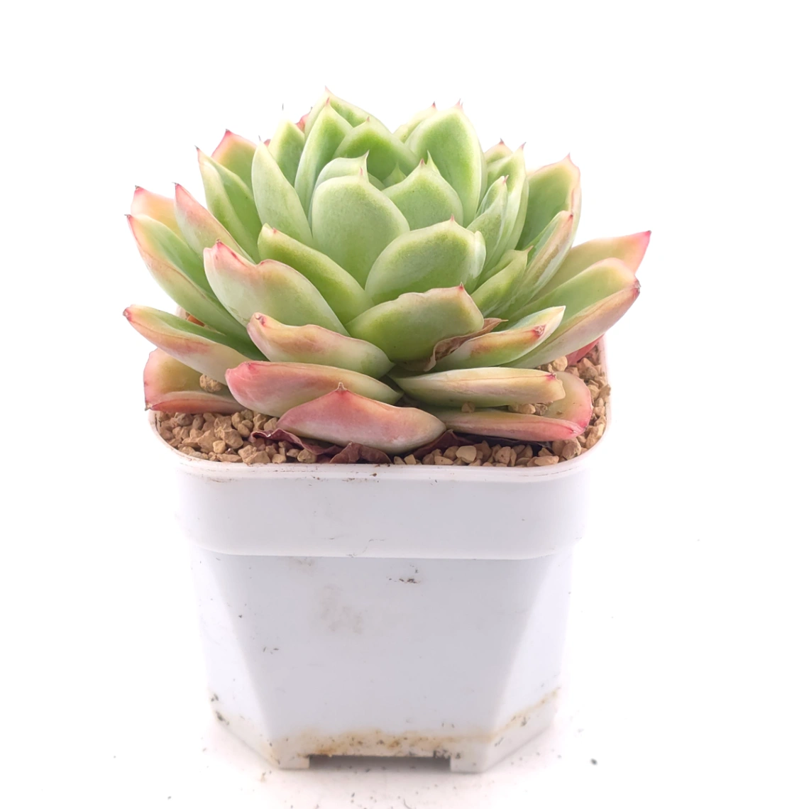 Echeveria 'Ice Rose' | 冰玫瑰 thumbnail 2