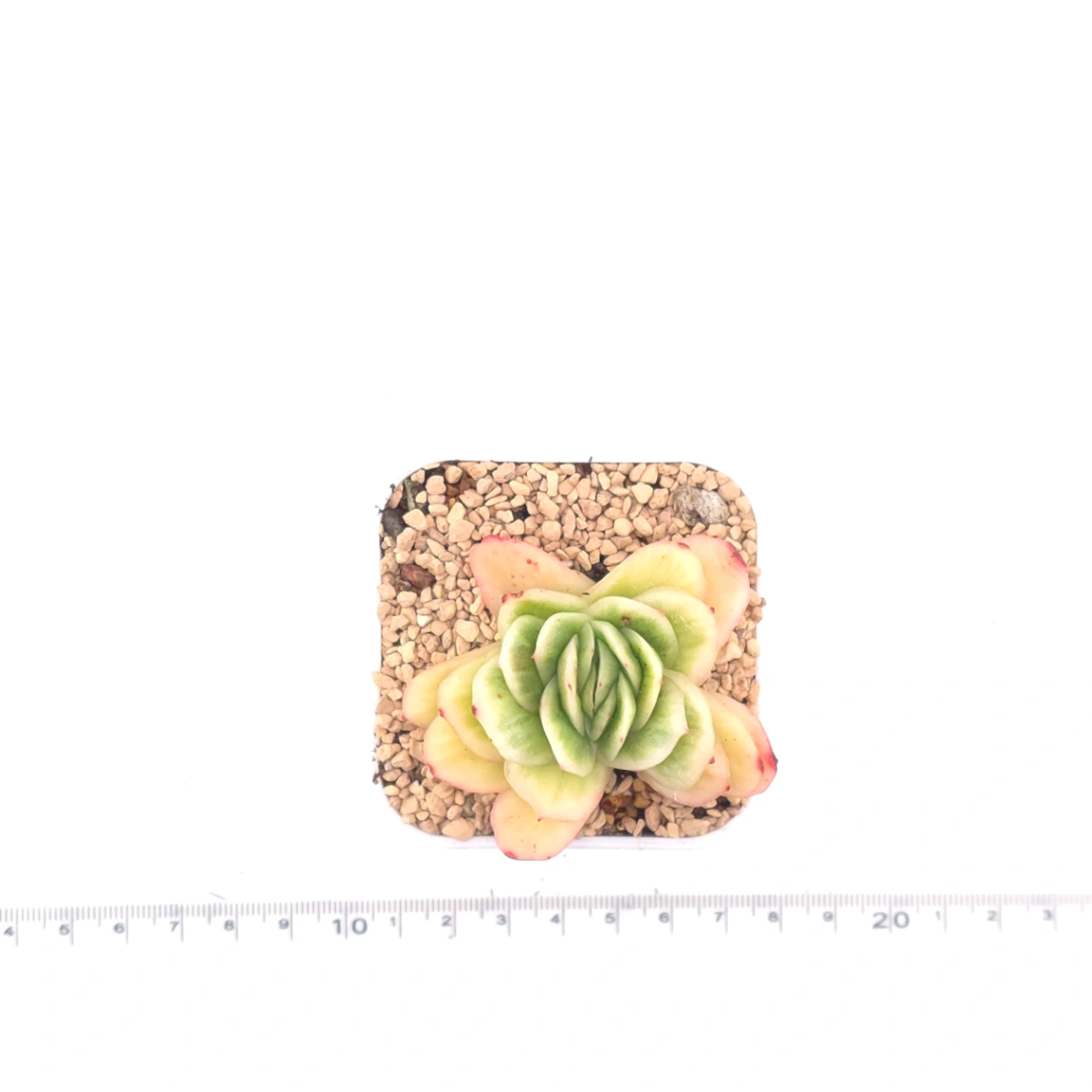 Echeveria 'Ice Rose' | 冰玫瑰 thumbnail 4