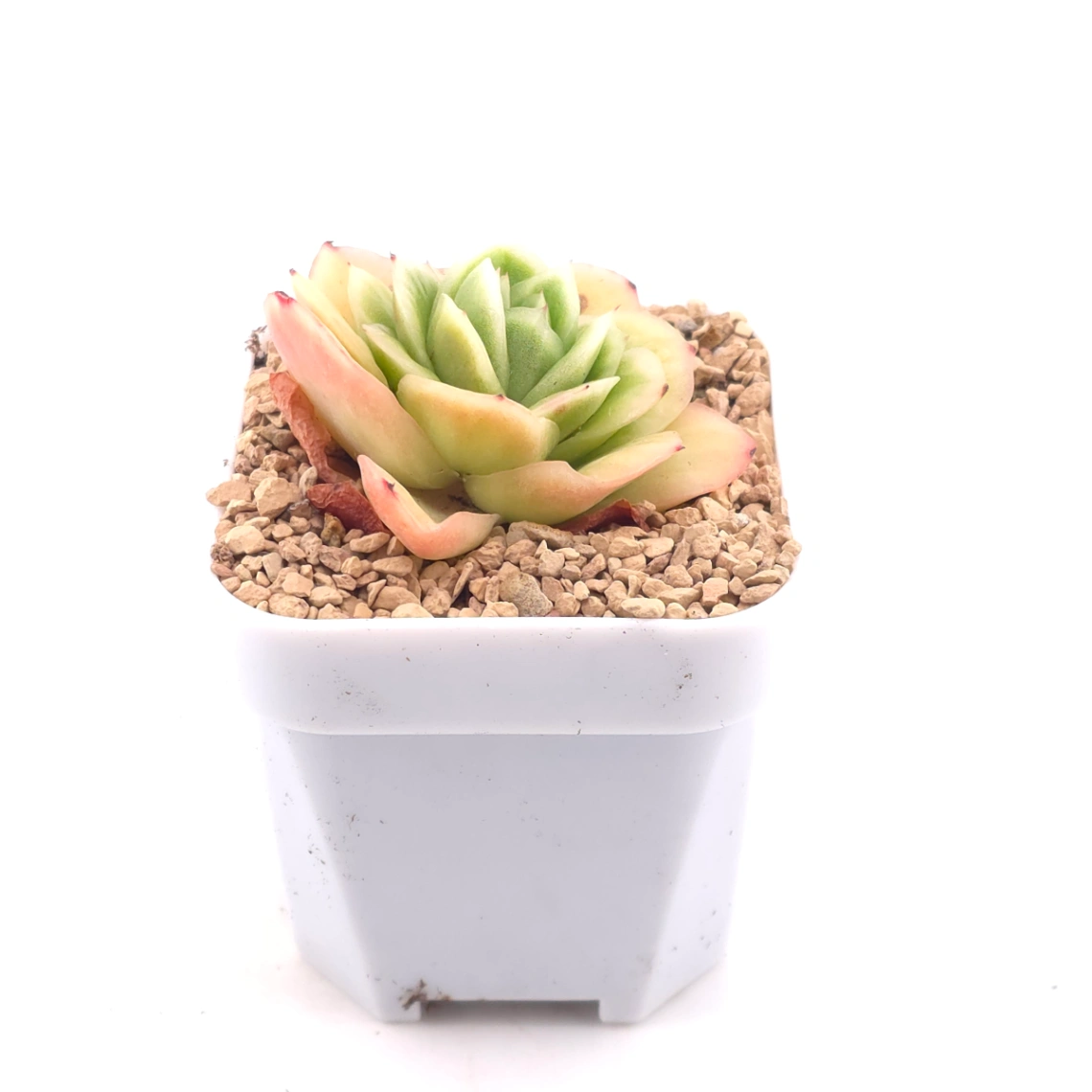 Echeveria 'Ice Rose' | 冰玫瑰 thumbnail 2