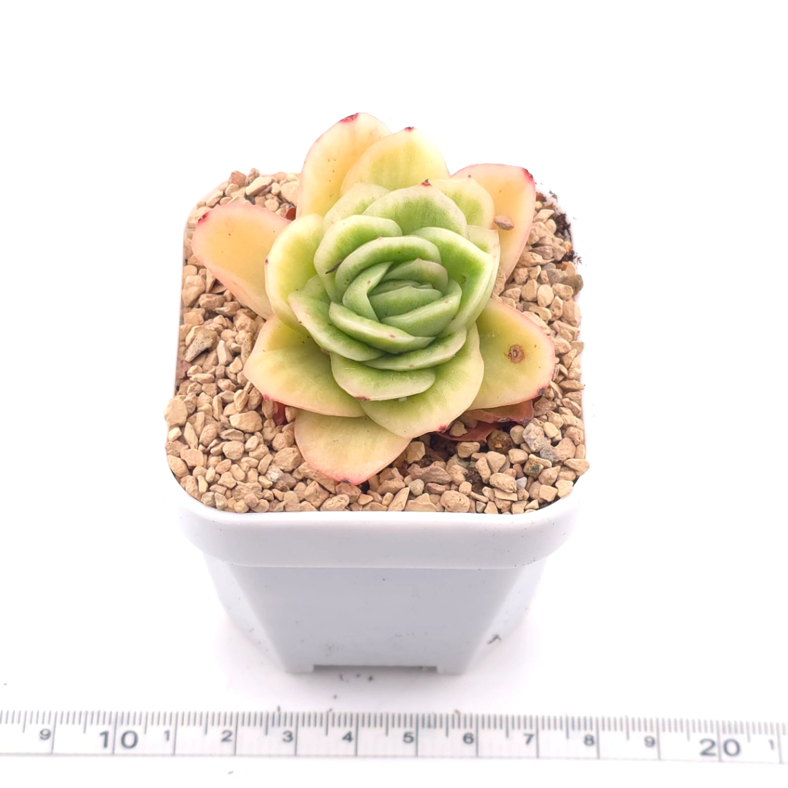 Echeveria 'Ice Rose' | 冰玫瑰 thumbnail 3