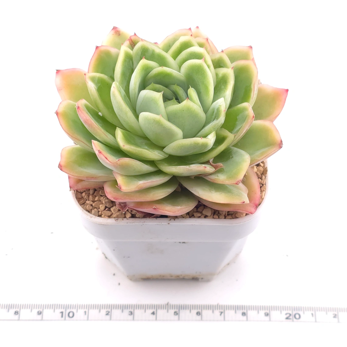 Echeveria 'Ice Rose' | 冰玫瑰 thumbnail 3