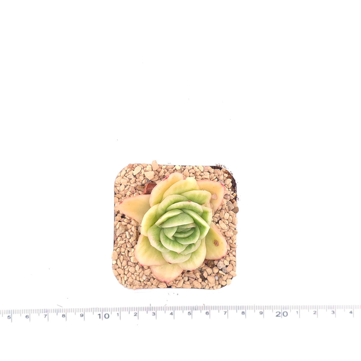 Echeveria 'Ice Rose' | 冰玫瑰 thumbnail 4