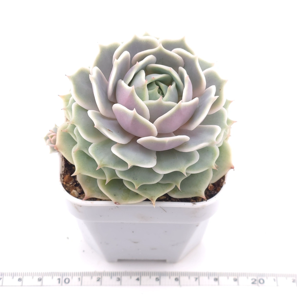 Echeveria ‘Lola’ | 露娜蓮 thumbnail 3