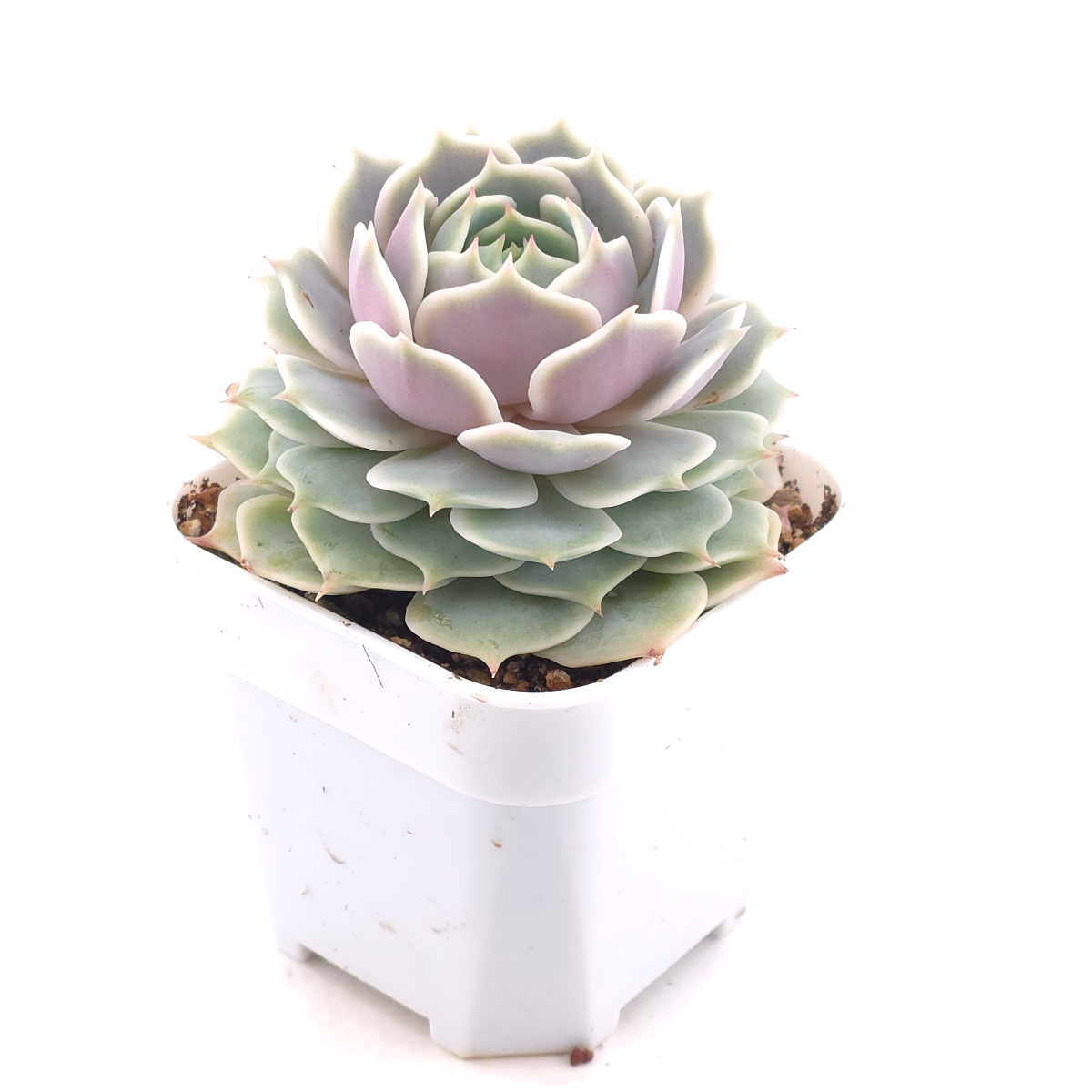 Echeveria ‘Lola’ | 露娜蓮 thumbnail 2